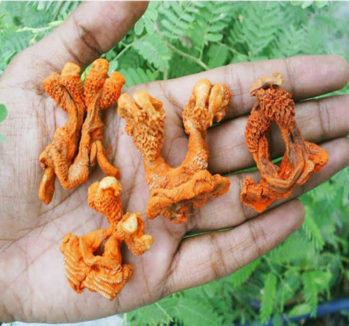 Mantra Siddha Energized Hatha Jodi Hast Jori For Puja Worship, Wealth , Attraction